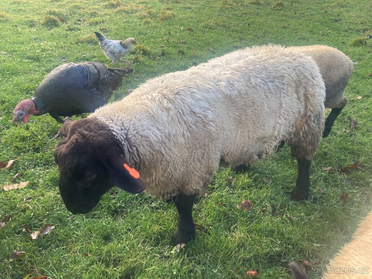 plemený beran Suffolk - 2