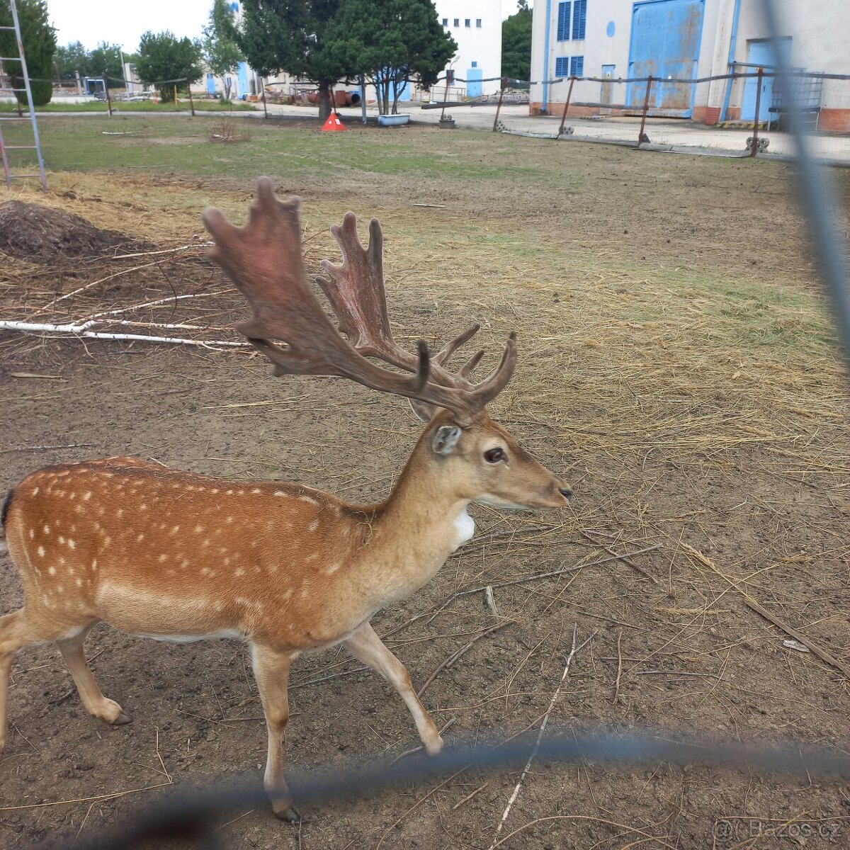 Daňčí zvěř, odstřel trofejové zvěře v oboře - 2