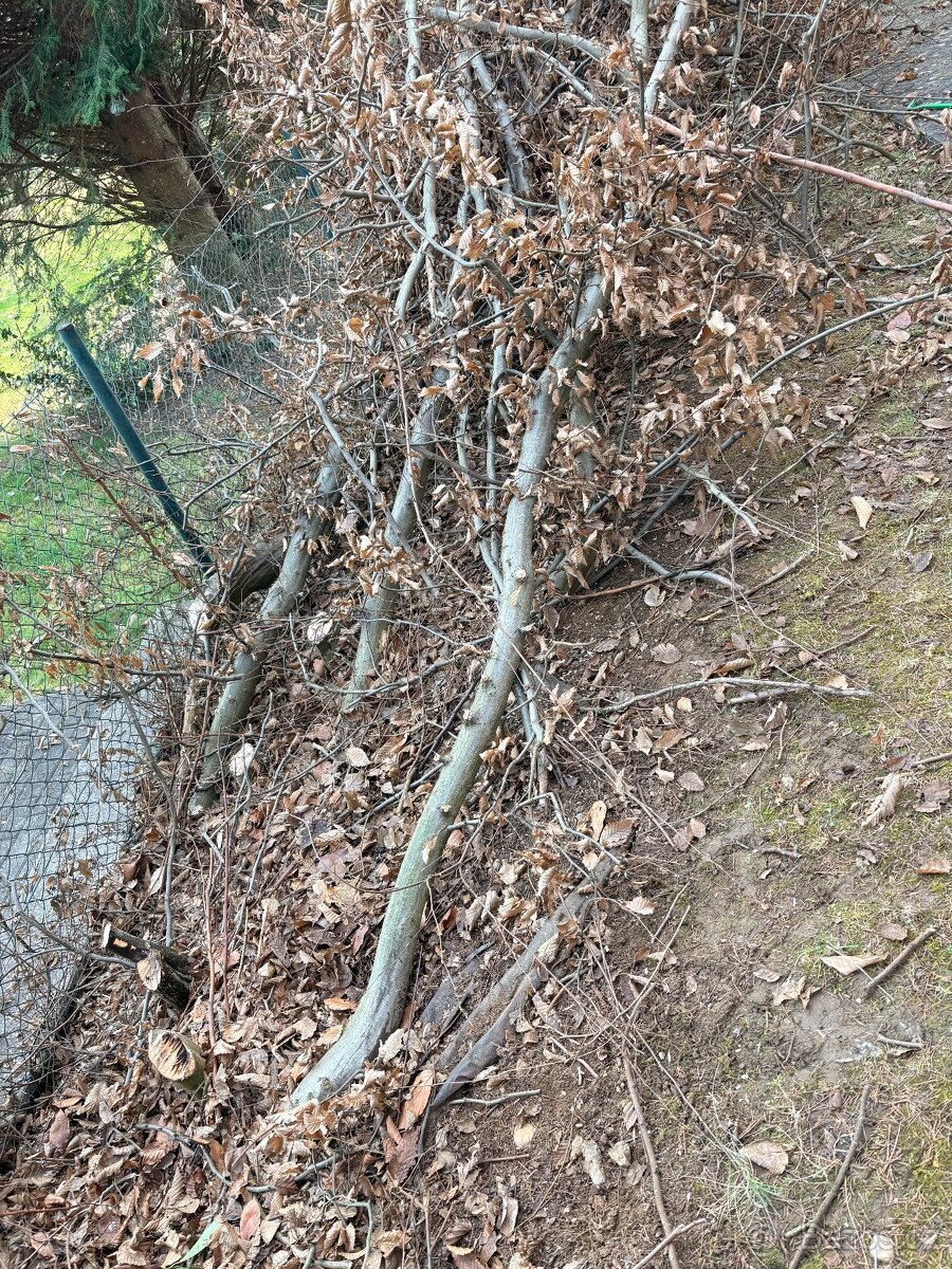 daruji za odvoz pokaceny bukovy plot - 2