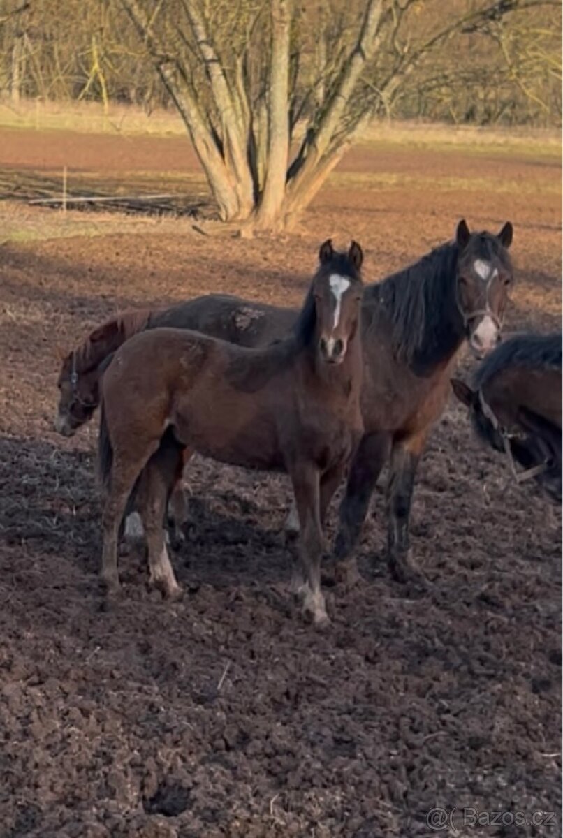 Welsh part bred hřebeček - 2