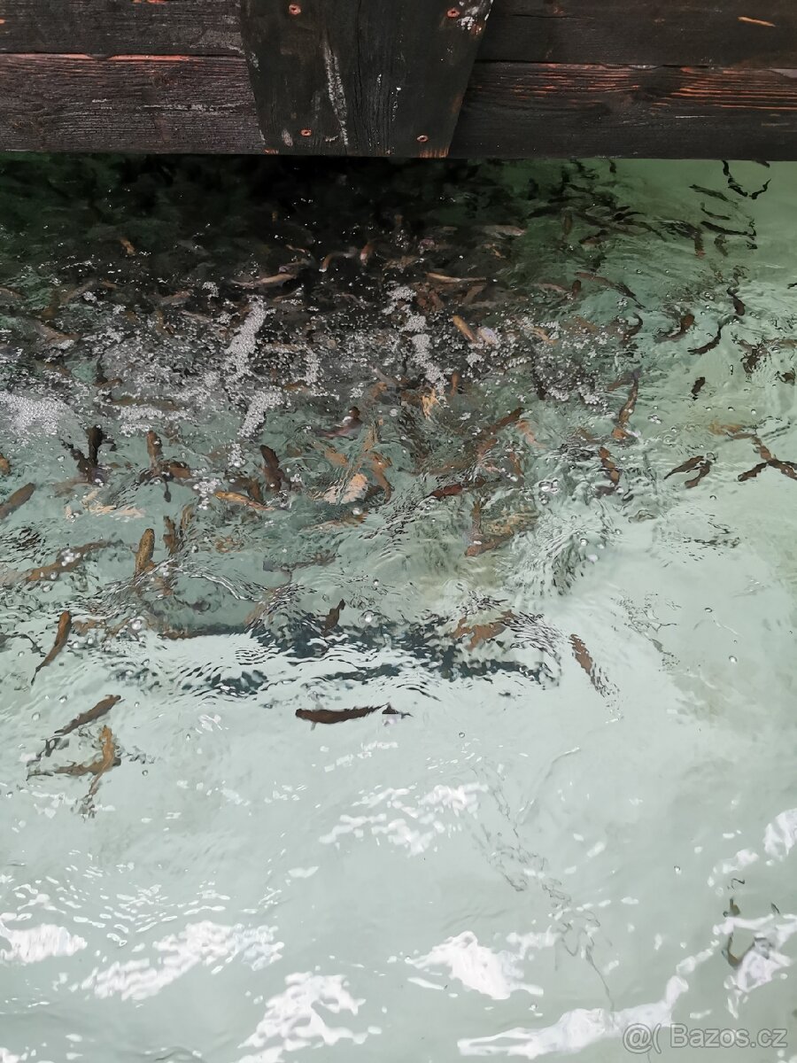 Násadové ryby pstruh jeseter a úhoř - 2