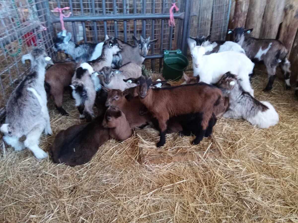 Kůzlata - 2