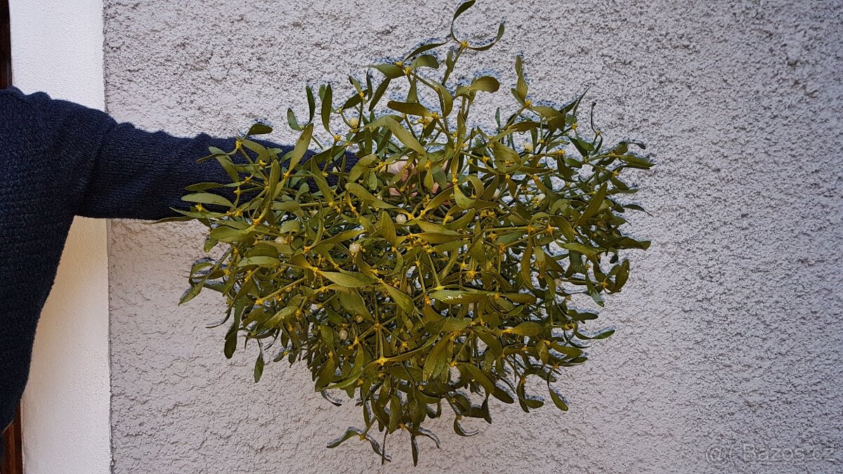 Prodám krásné jmelí na dekorace, do kytic apod. - 2