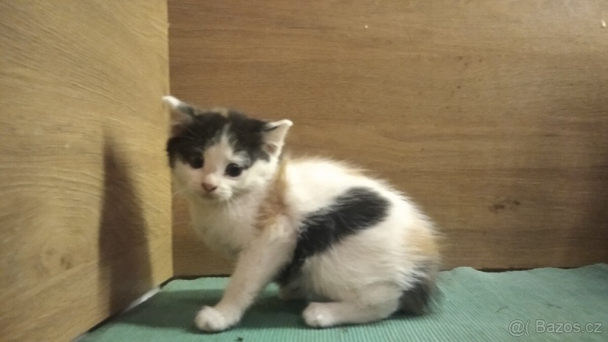 Darují kotě - 2