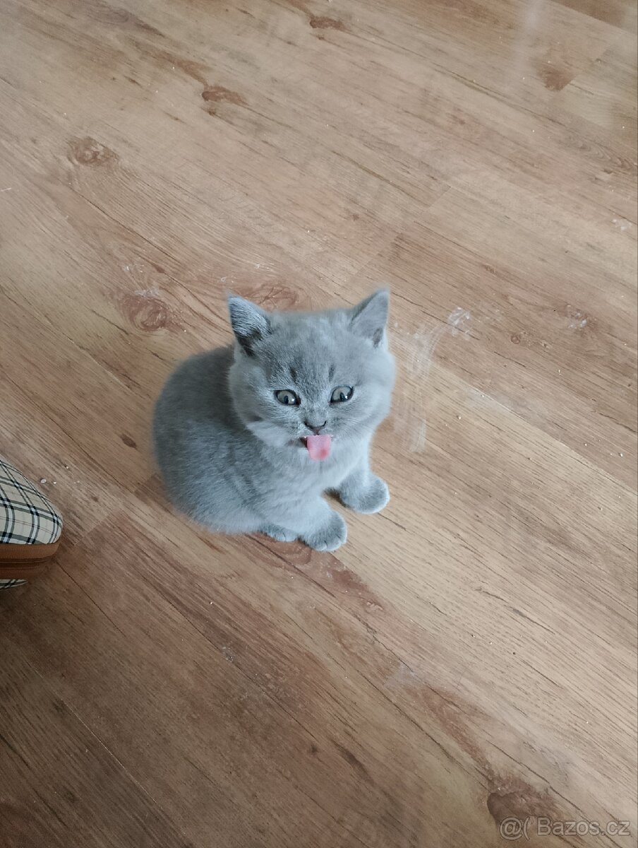 Britský modrý kocourek - 2