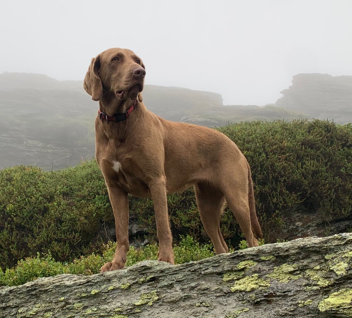 Krásná stenata - 2