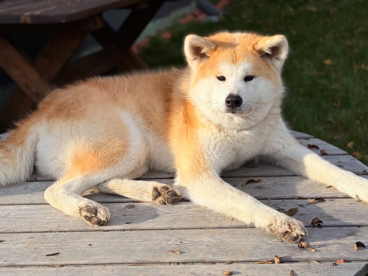 Akita Inu - 2