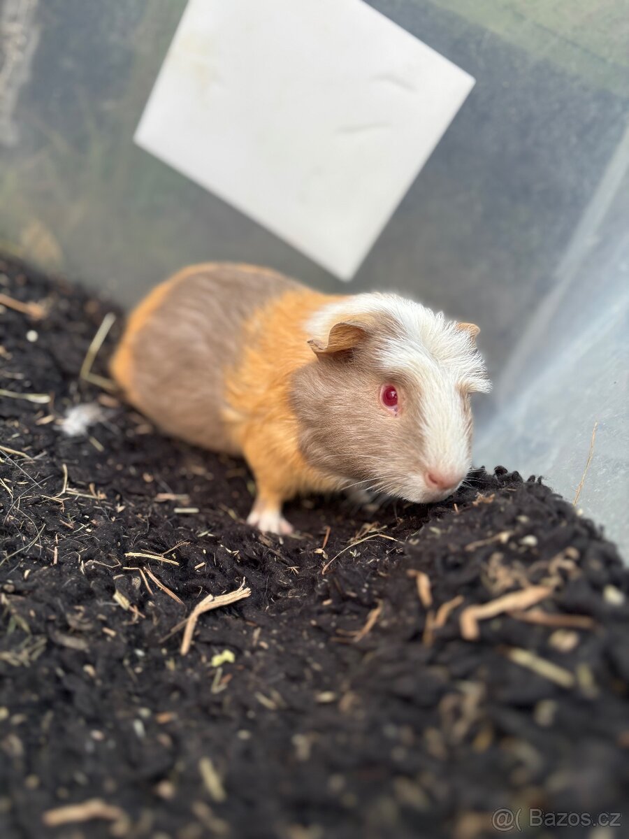 Cuy morče kluk 00 - 2