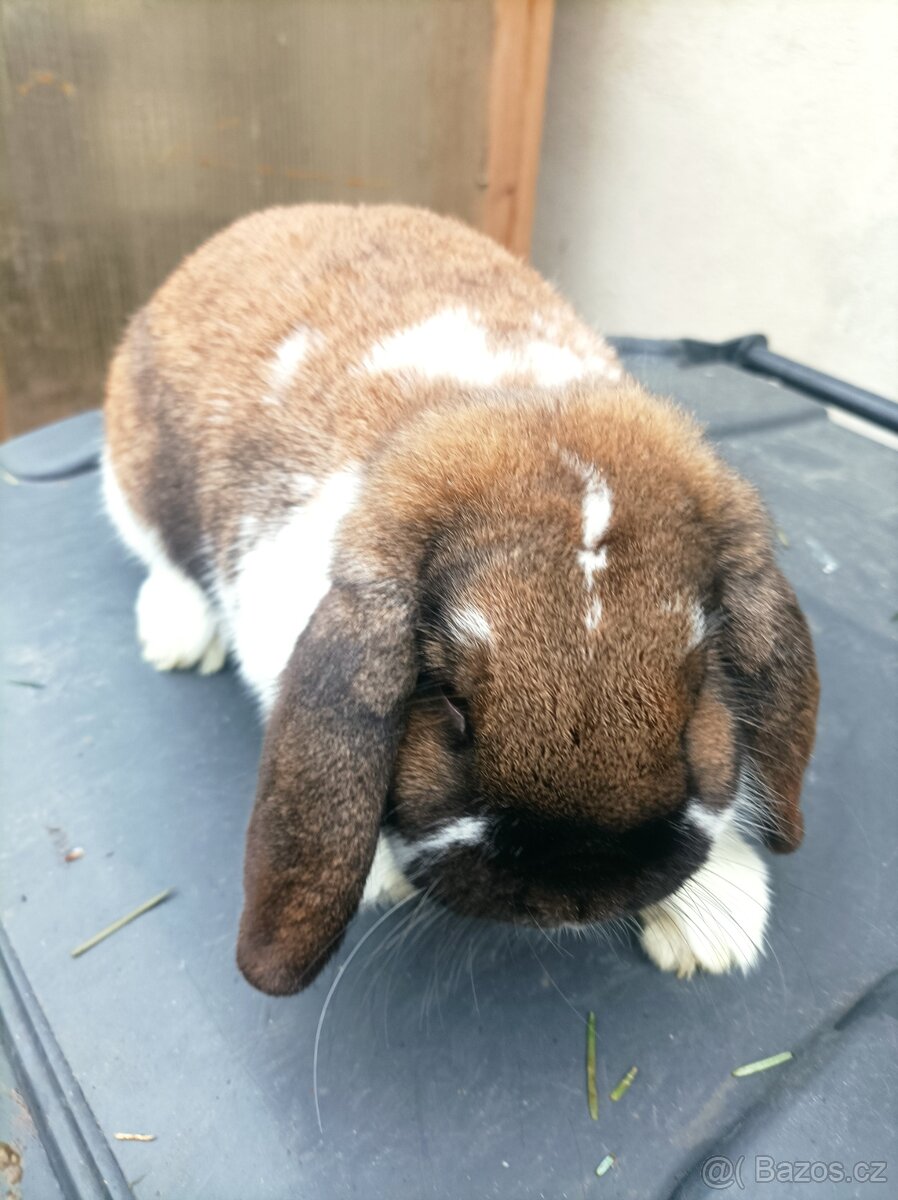 Prodám zakrslé berany durynské strakaté - 2