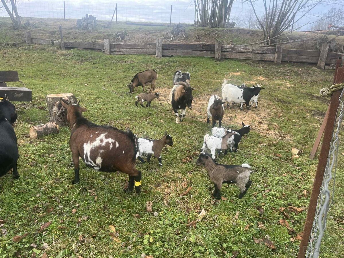 Holandská zakrslá koza - kůzlata - 2