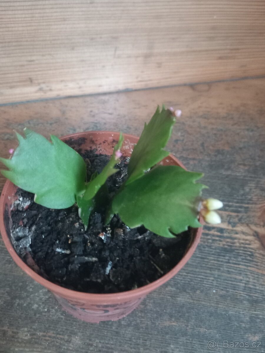 Vánoční kaktus - 2