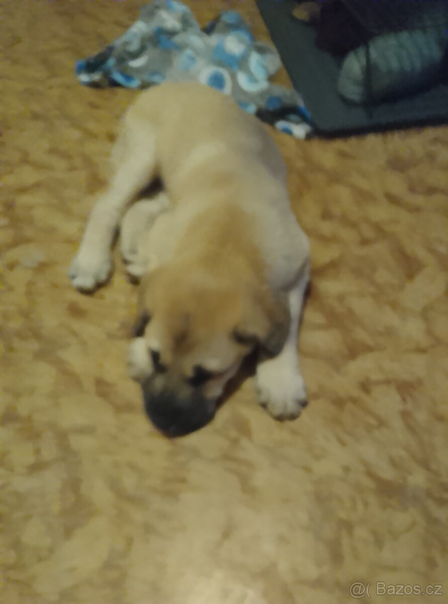 Prodám Cane Corso 3 měs očkování odčervení - 2