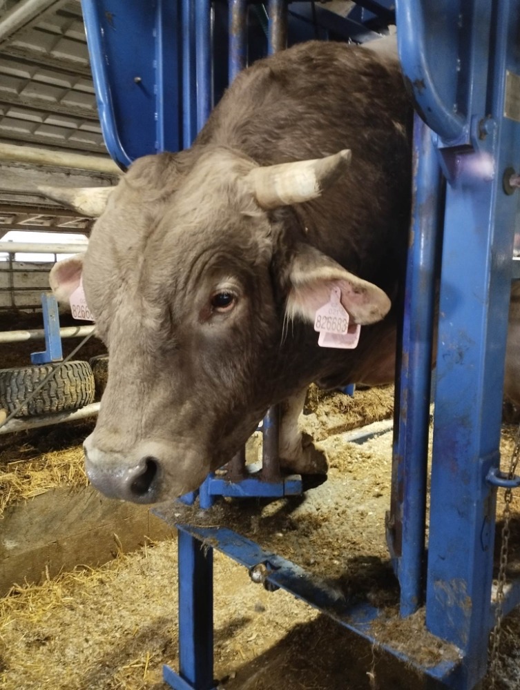 Pronájem - hydraulická klec. - 2