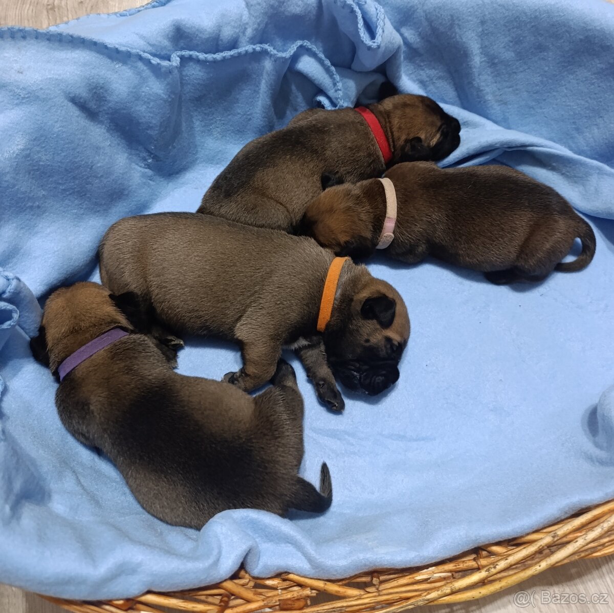 Bulmastif/ Bullmastiff s PP - 2