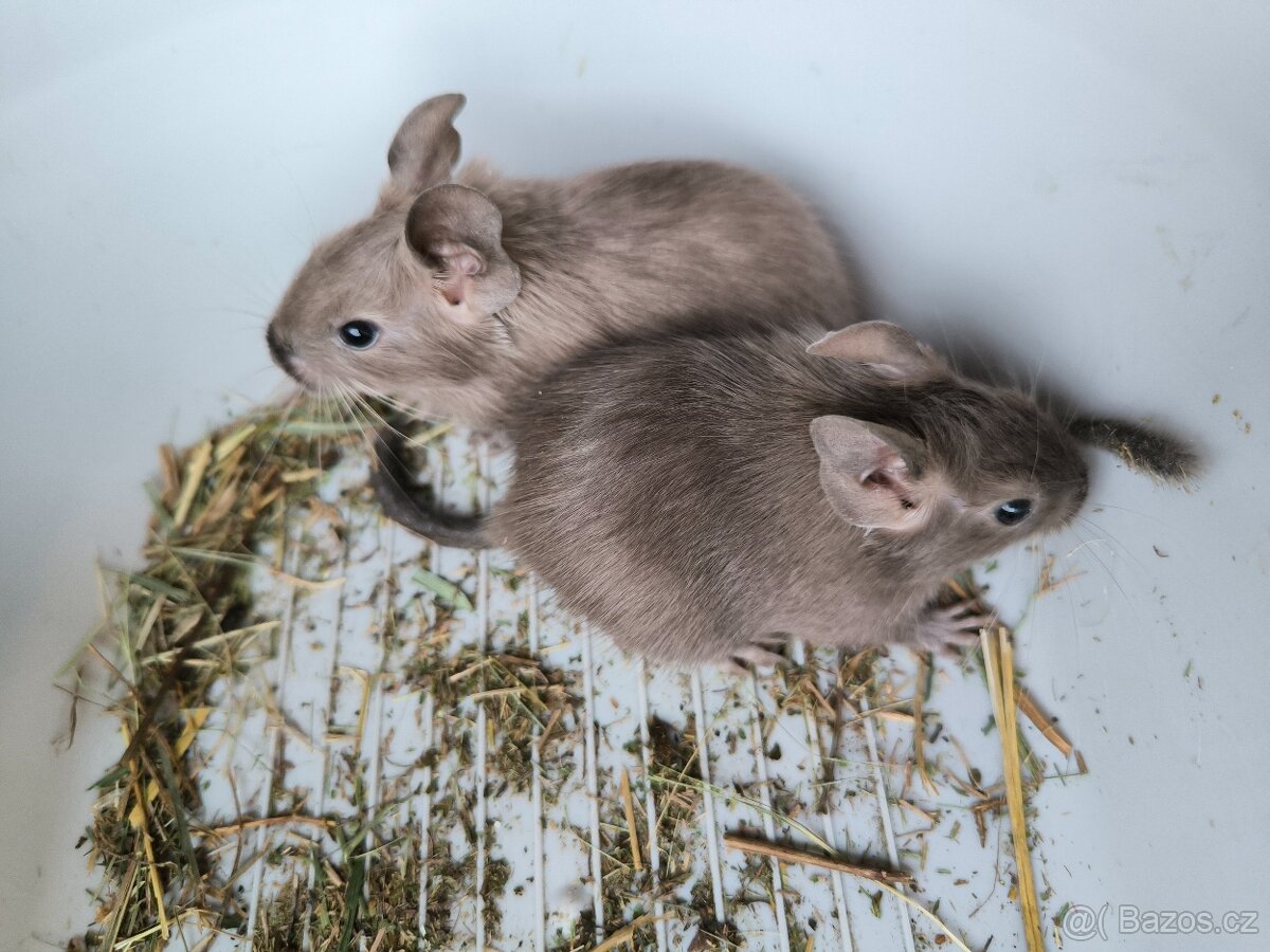 Osmák degu - 2