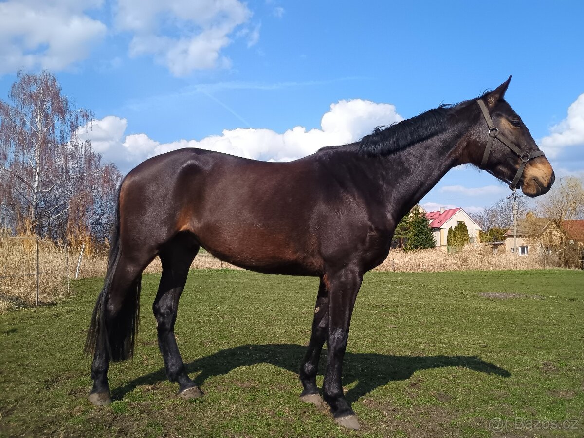 Čtyřletý valach - 2