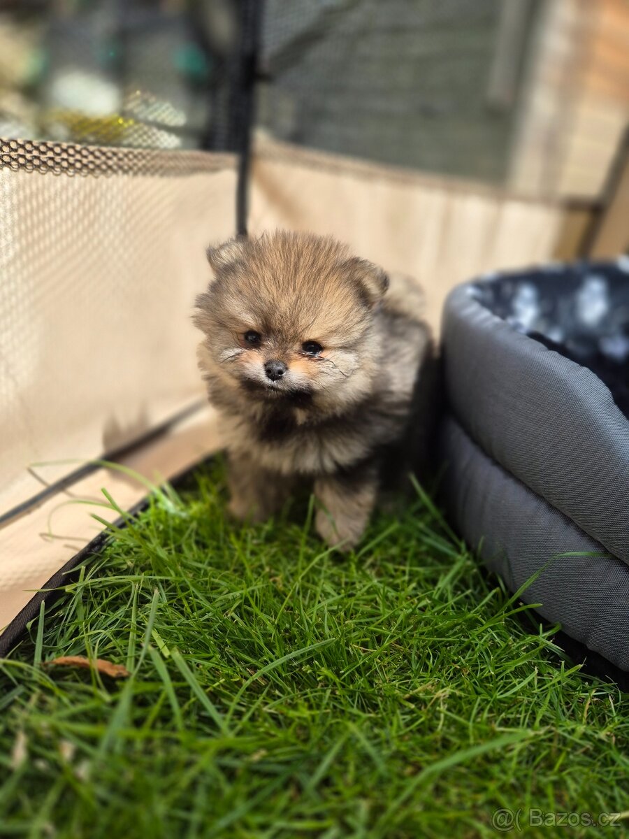 Pomeranian - 2