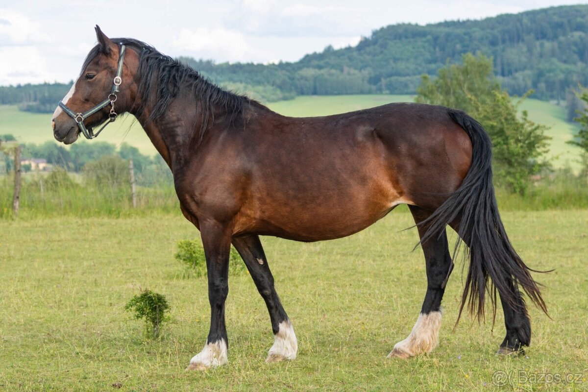Welsh cob klisna - 2