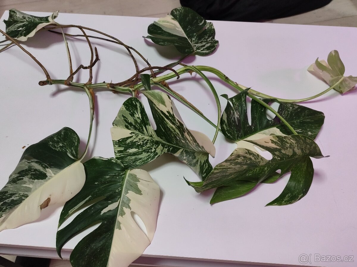 Monstera albo - 2
