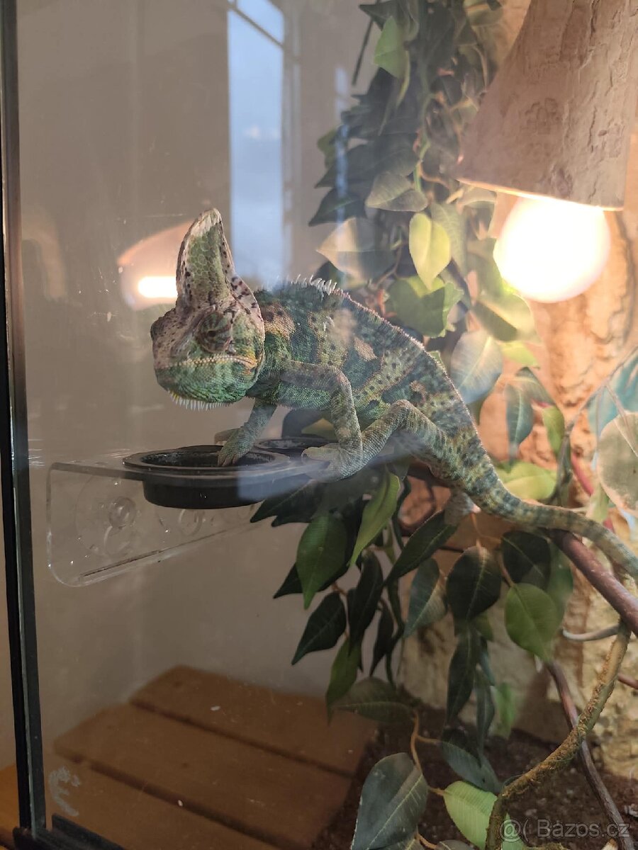 Chameleon a terárium - 2