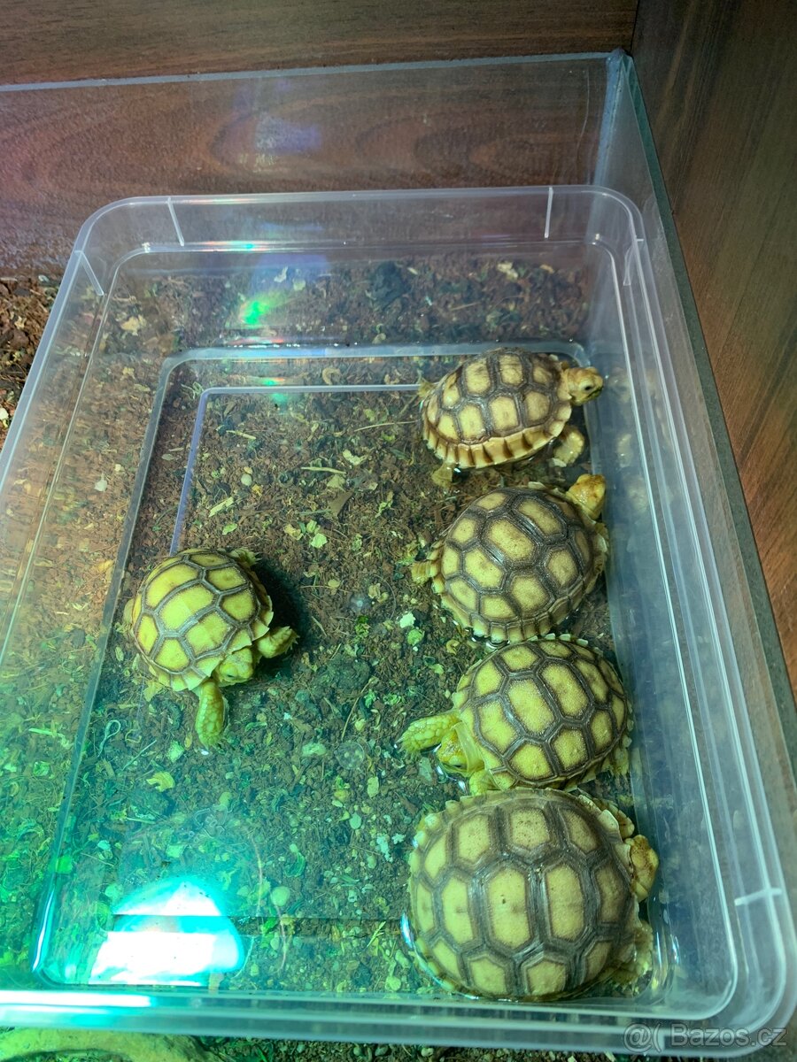 Želva ostruhatá (Sulcata) - 2