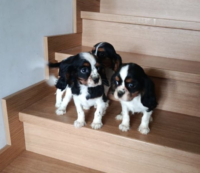 Kavalír King Charles Španěl štěňata FENKA - 2