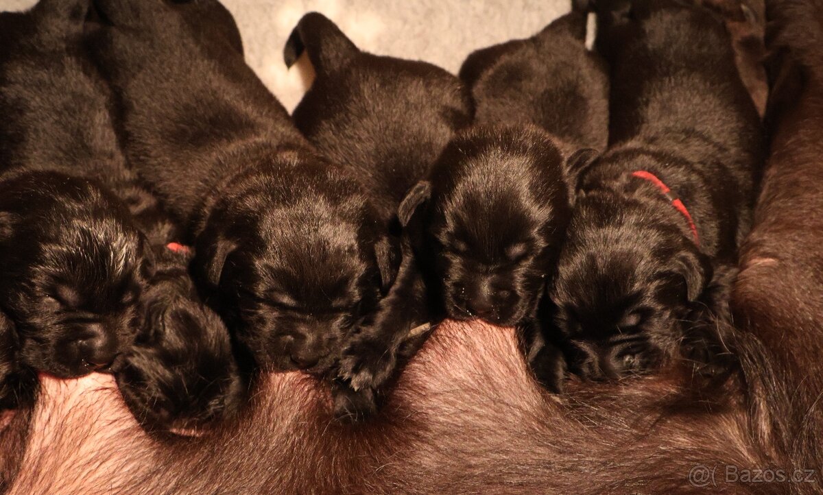 Labradorský retrívr-černá štěňátka s PP - 2