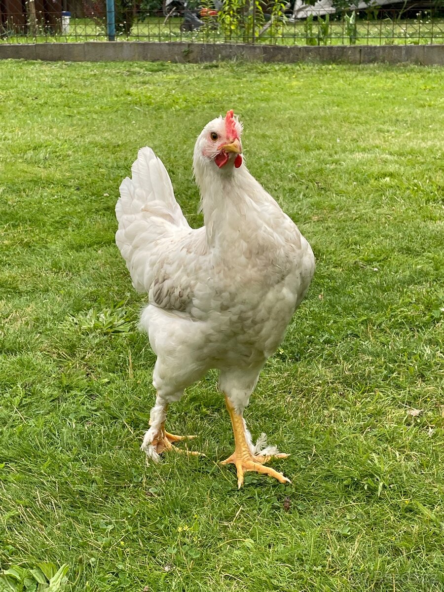 Mladí kohoutci na prodej - 2