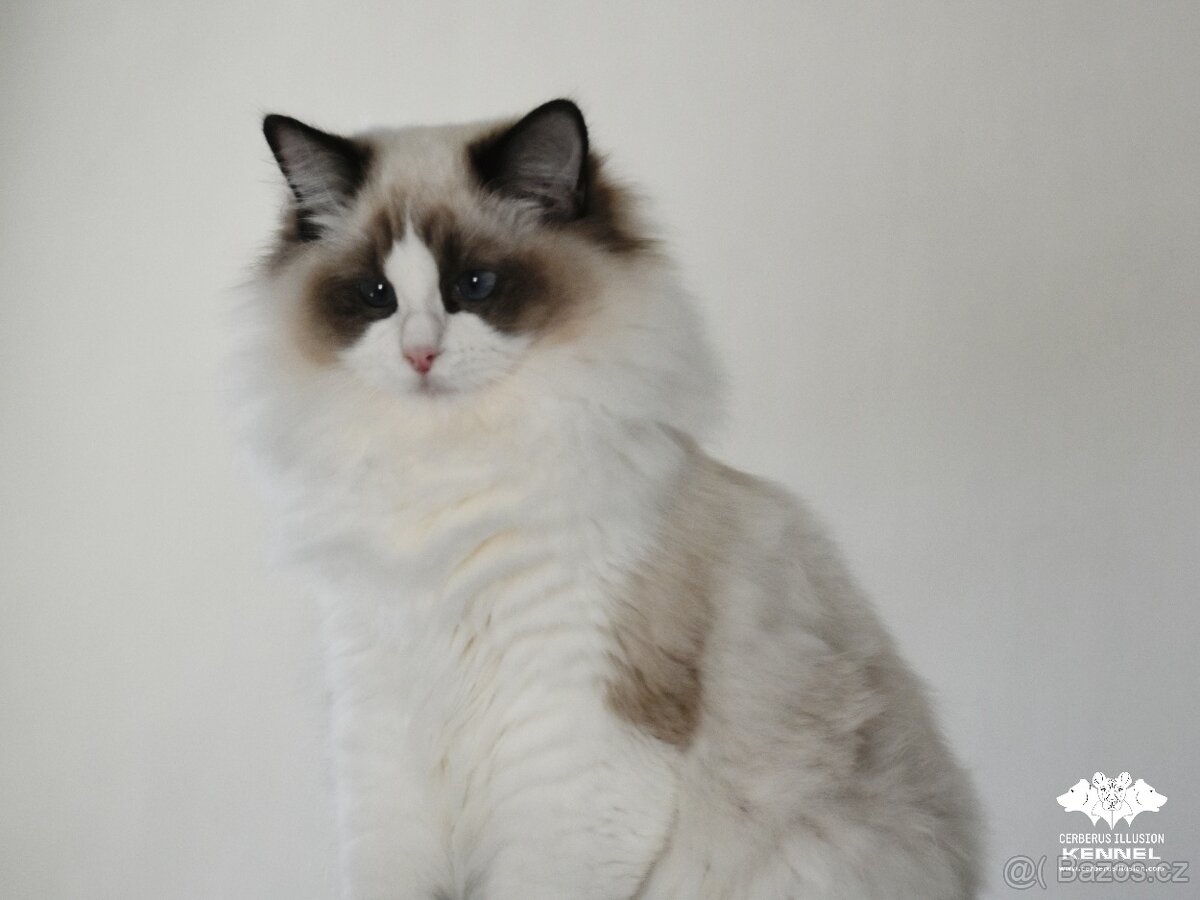 Ragdoll s PP přátelská kočička - 2