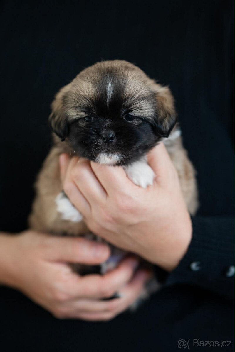 Tibetský španěl - 2