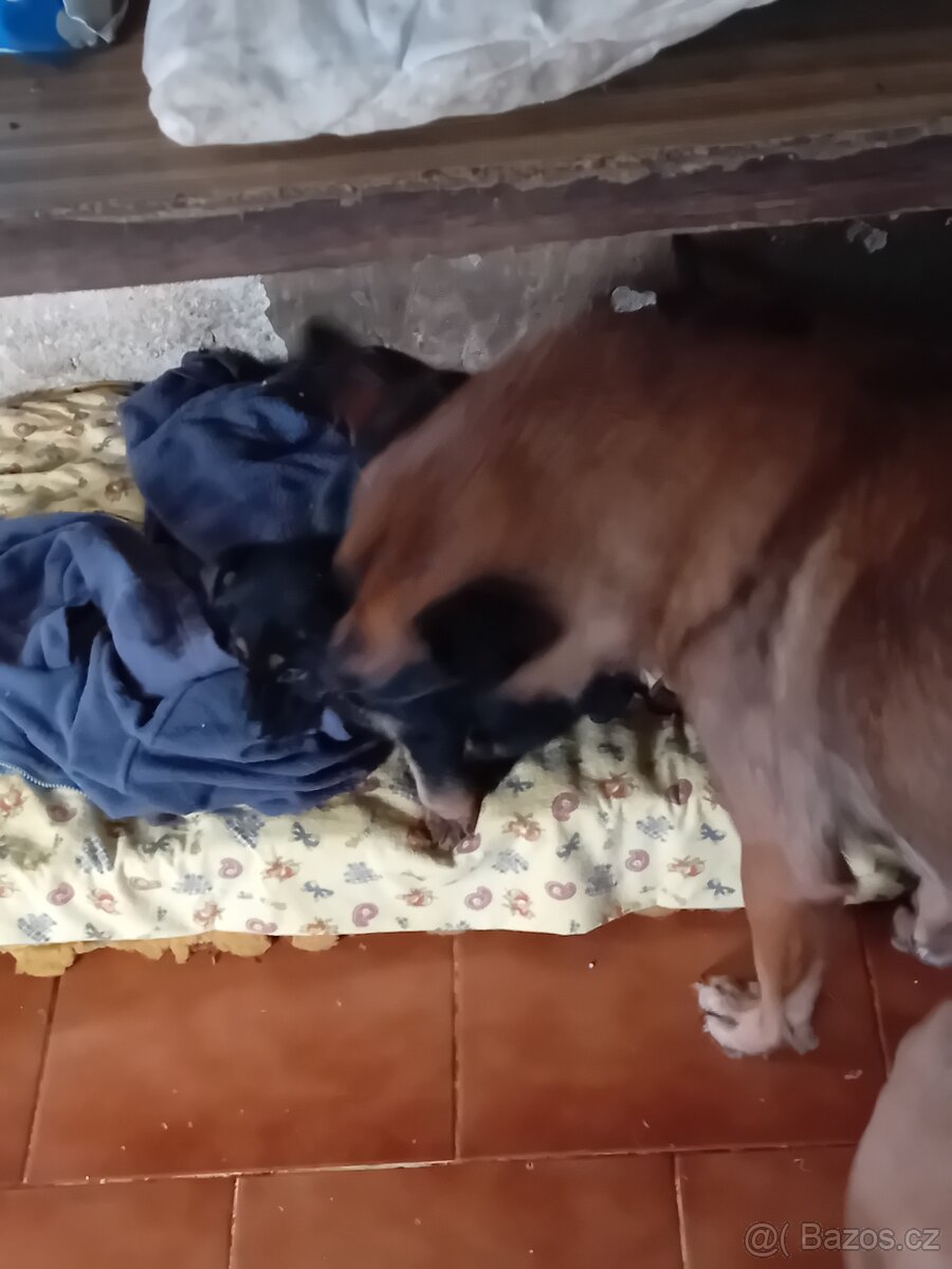 Vánoční dáreček - 2