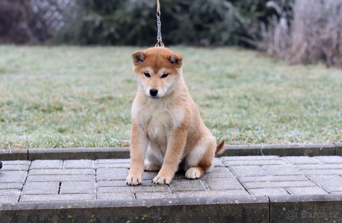 Shiba inu s PP - 2