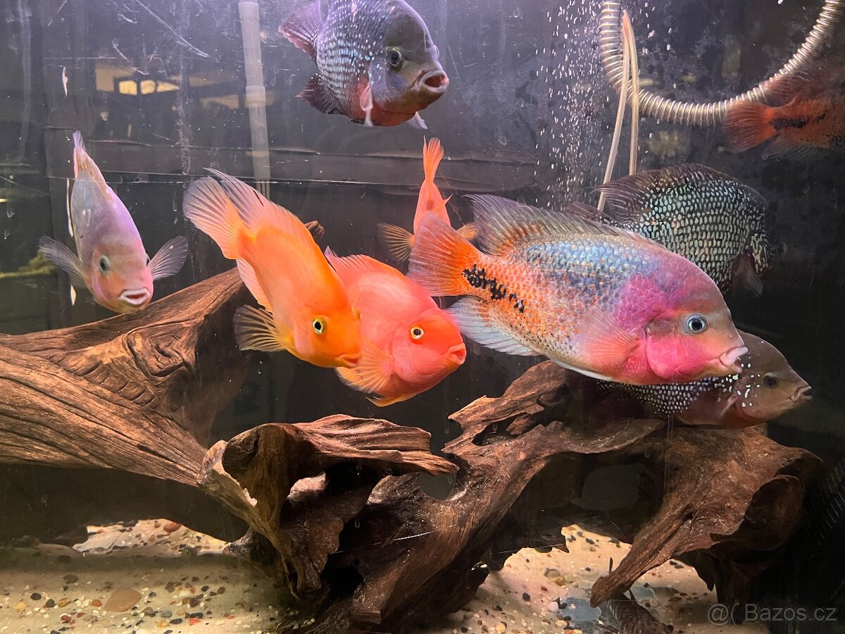 Cichlida papouščí 20-25cm - 2