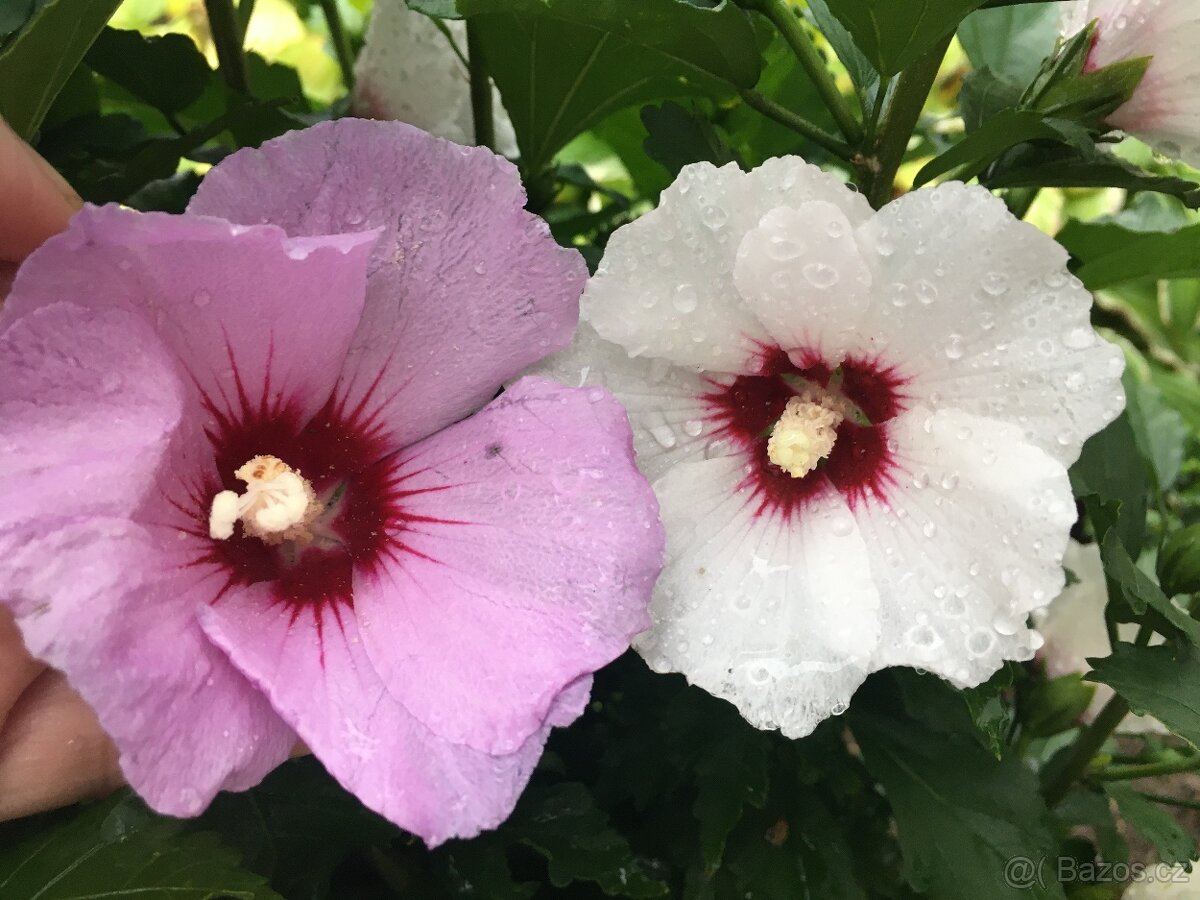 Ibišek venkovní mrazuvzdorne - 2