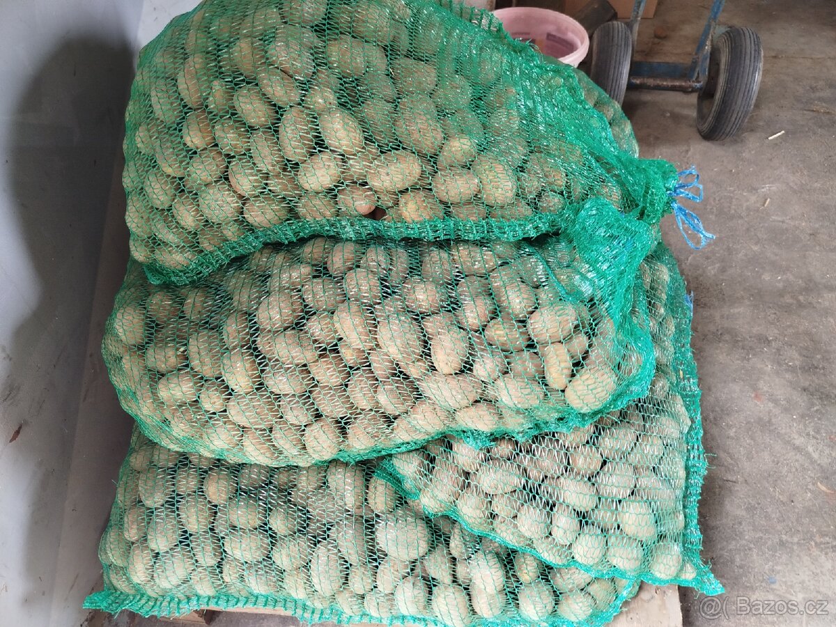 Sadbové brambory - 2