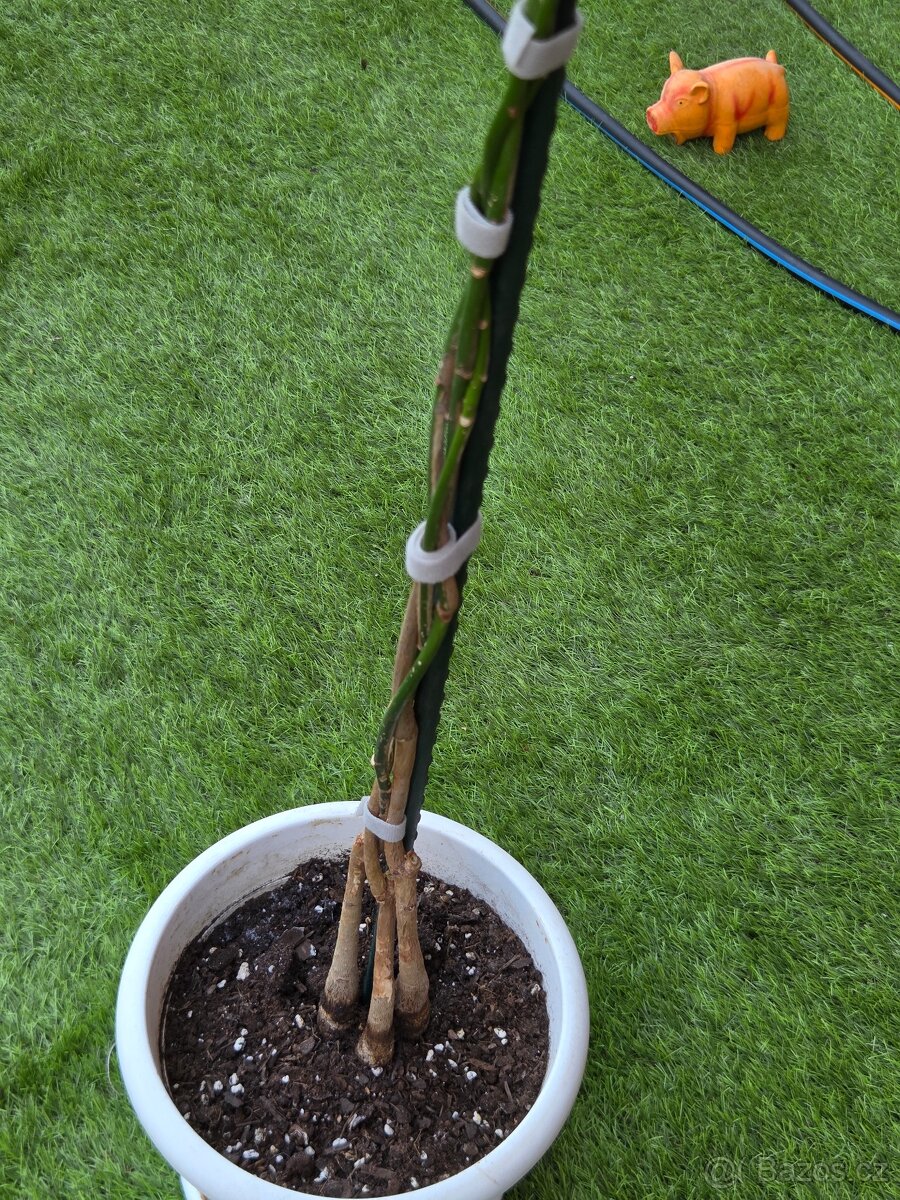 Pachira Aquatica (strom peněz) - 2