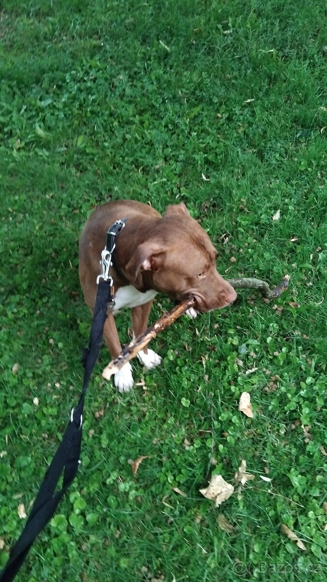 Prodám psa Amerického pitbulla - 2