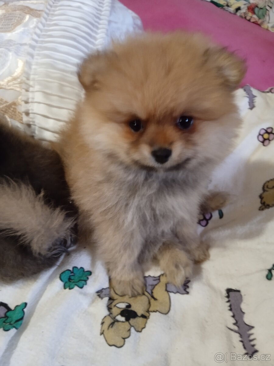 Pomeranian - 2