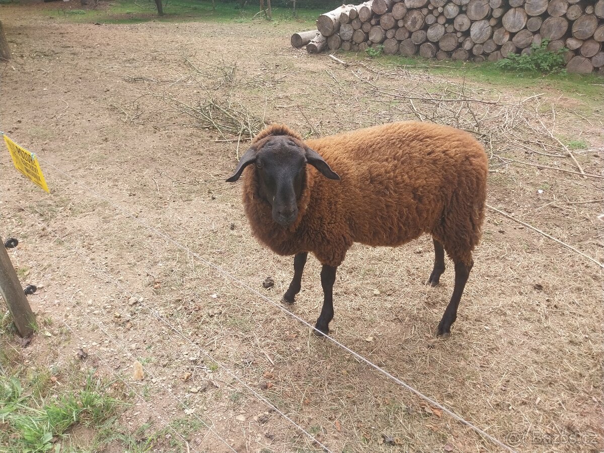 Východofríská ovce - 2