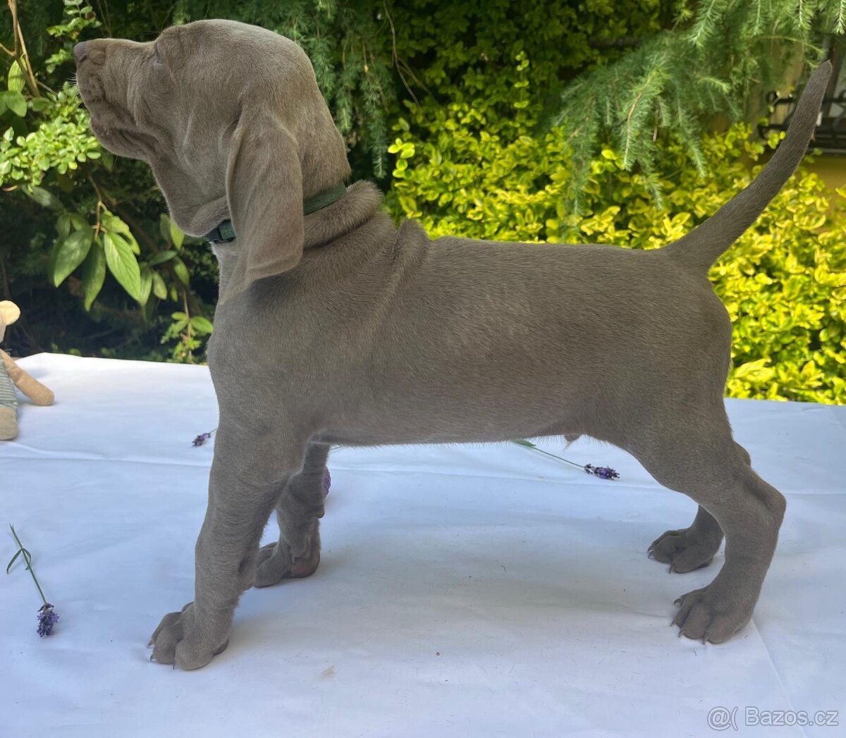 Výmarský ohař - štěňátka s PP - 2