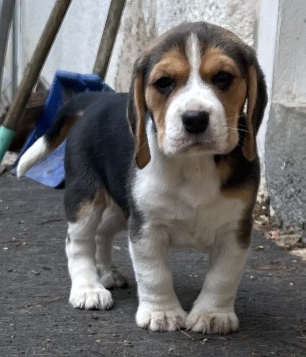 Štěně beagle tricolor, bígl pejsek - 2