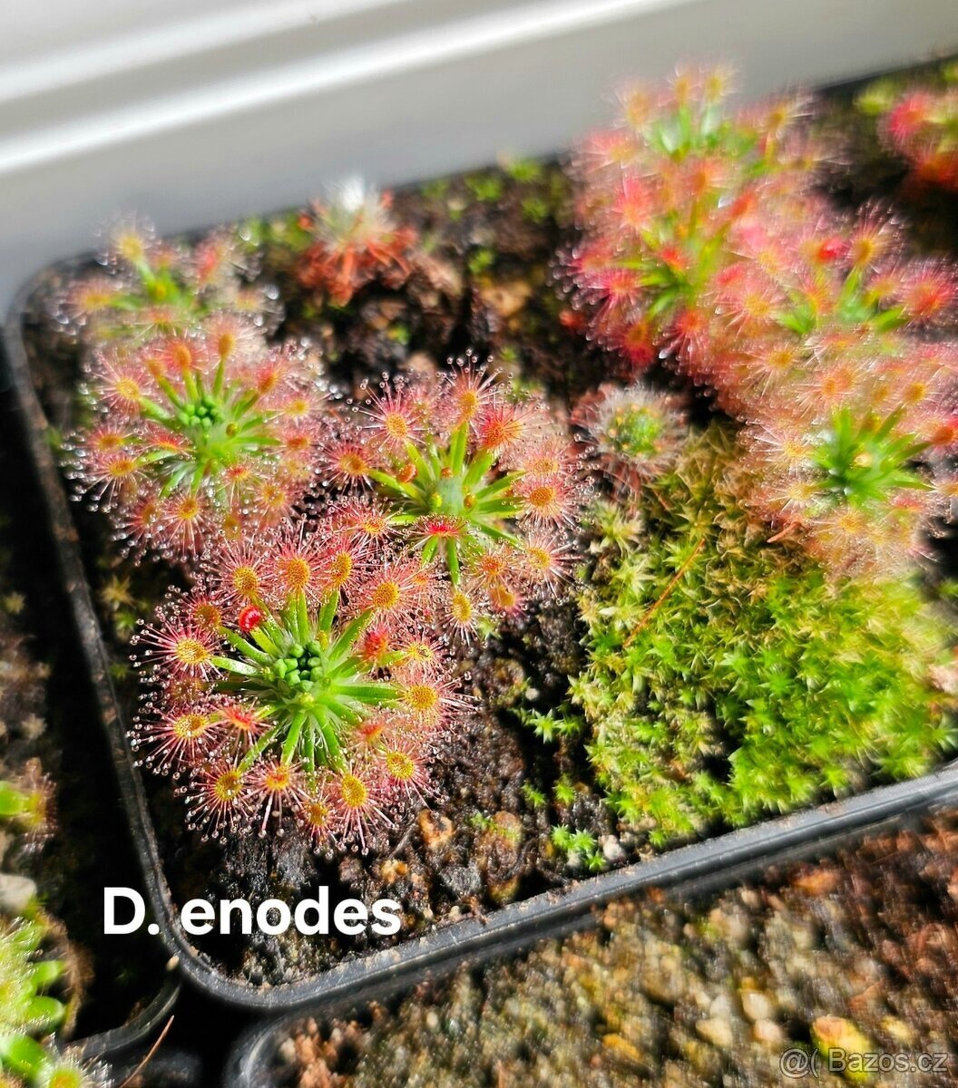 Masožravé trpasličí rosnatky - 2