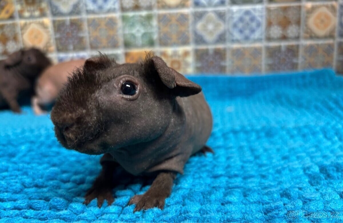 Skinny morče, mazlíček - 2