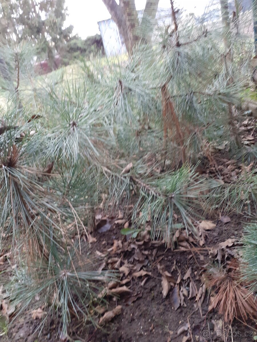 Černá borovice - 2