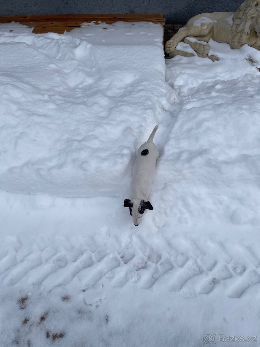 Jack Russell teriér Parson - 2