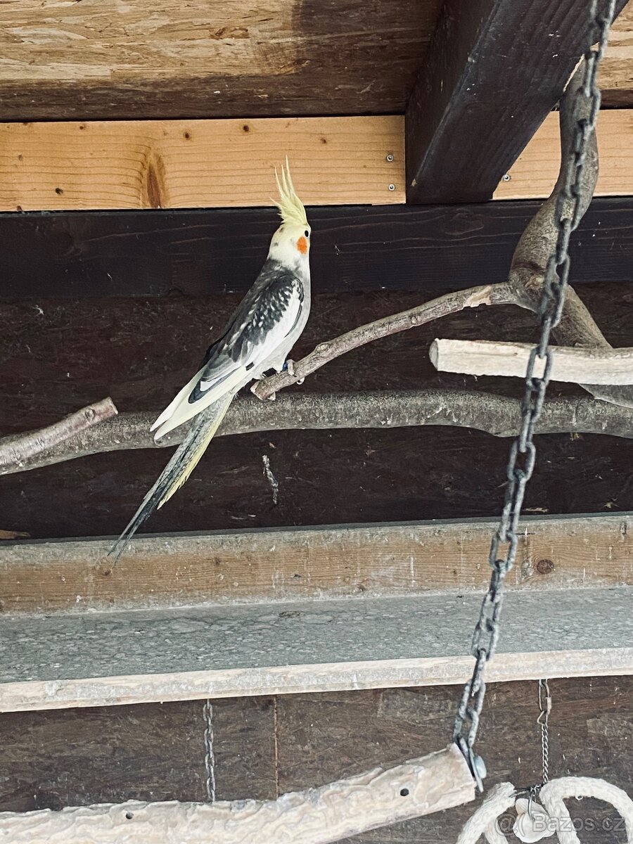 Korela chocholatá - 2