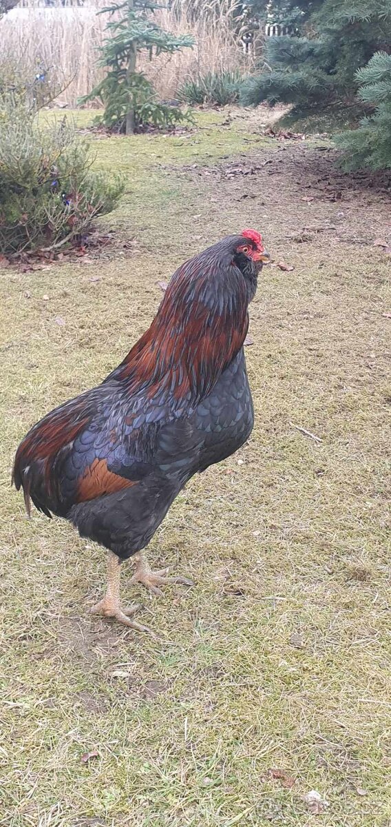 Kohout araukana - 2