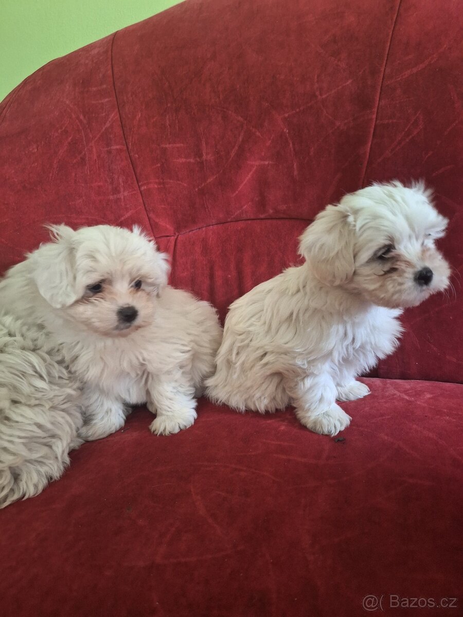 Maltezský psík štěnátka - 2