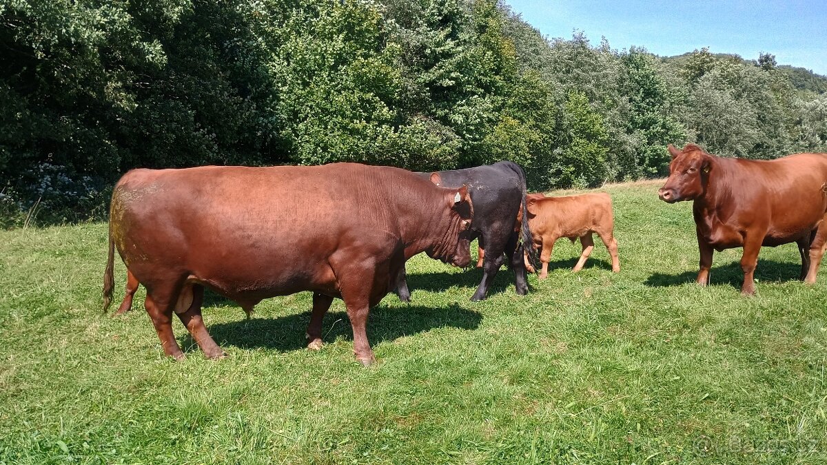 Plemenný býk Aa red - 2