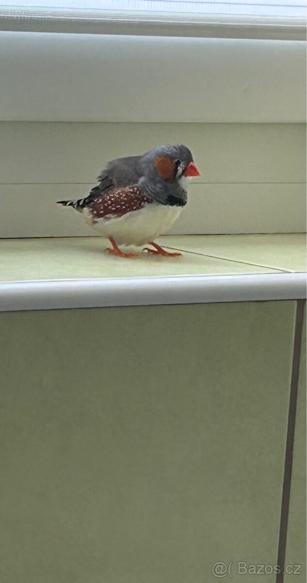Zebřička pestrá - 2